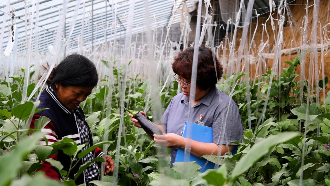 從田間到舌尖，德融酒管公司鮮蔬集采供應鏈搭建完成